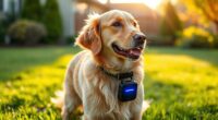 top dog gps devices