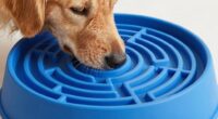 top slow feeder dog bowls